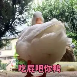  微信最火的鸭鸭表情包大集合,快来带走鸭内附资源有用功