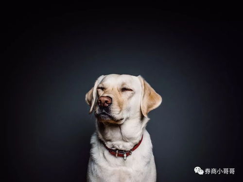  投资顾问这几年