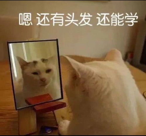  动物表情包,太可爱啦