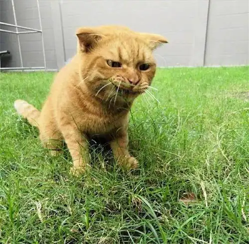  猫咪为什么喜欢吃草别担心,猫咪吃草有这6点好处