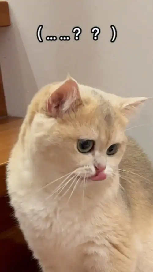  这是小猫咪该有的表情吗