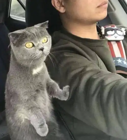  男子开车带猫咪出去玩,转头看到猫咪的表情,男子笑喷了