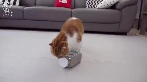  猫咪打滚大合集没吸猫薄荷但比吸了猫薄荷更可爱up主再次原地爆炸最后有彩蛋看简介哦