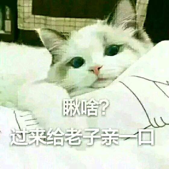  恶搞猫咪qq表情包
