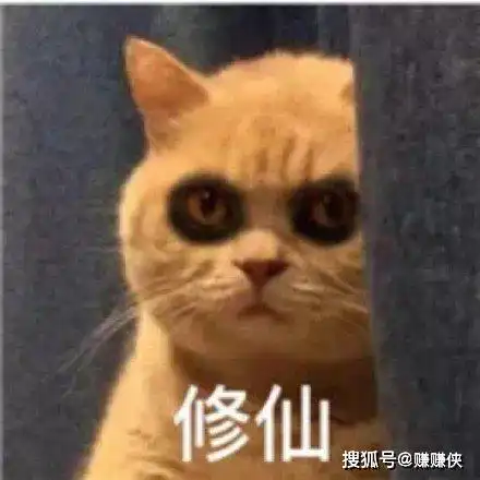  萌猫表情包图片修仙想你,我信你个鬼