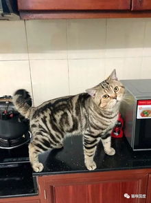  猫咪在厨房等饭吃,这歪头杀的表情有点犯规