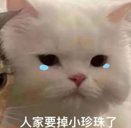  人家要掉小珍珠了流泪猫咪表情包流泪猫咪表情