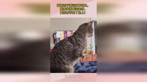  猫哥过于激动双脚站立,猫弟表情瞬间呆滞,震惊都写在了脸上
