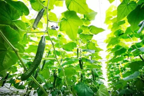  腾讯初探ai农业获国际ai温室种植大赛亚军