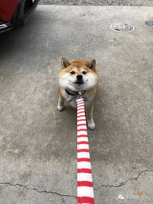  我不想我不想我不想回家这贪玩的柴犬,简直是一行走的表情包