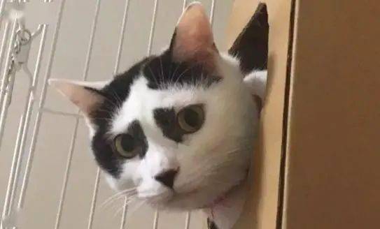  为金渐层美容导致破相你在意猫咪的颜值吗