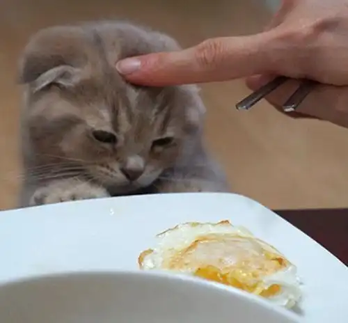  猫猫想吃但不说萌萌肥猫遥望宝宝吃饭的眼神好哀怨,表情超有戏