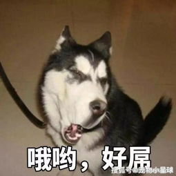  9张图告诉你二哈到底有多二看完都要被二哈笑死了哈哈哈