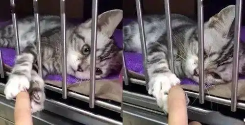  宠物店小猫握住网友的手带我走,当网友手抽回时猫咪表情扎心
