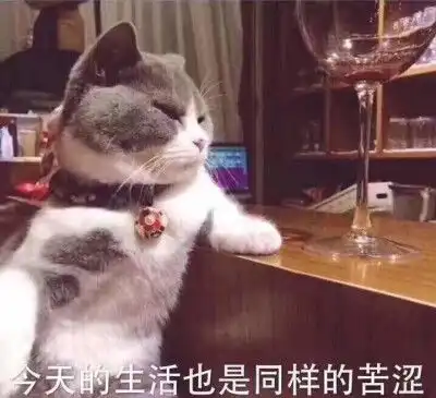  萌宠表情包小猫突击