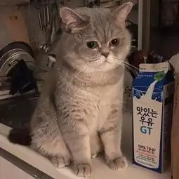 猫咪可怜巴巴的坐着,见主人回来没带小鱼干,表情瞬间变的狰狞