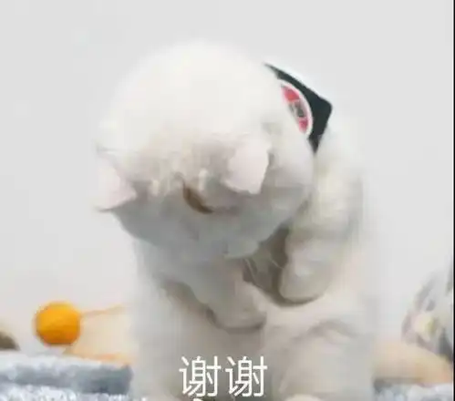 谢谢图片表情包感恩之旅
