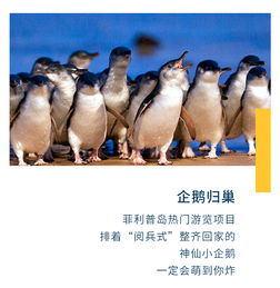 澳大利亚墨尔本复古小火车企鹅岛中文一日游奔驰小团考拉合影观企鹅归巢