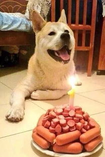  当狗狗收到生日蛋糕,脸上的表情绝了