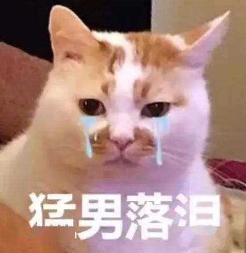  超萌当眉山人遇到了猫咪表情包会是什么样