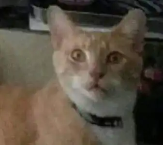  女主人梳了一个牛角头正在自拍,结果却看到猫在背后,它的表情