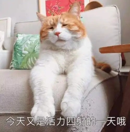 一只白猫旁边一个问号的