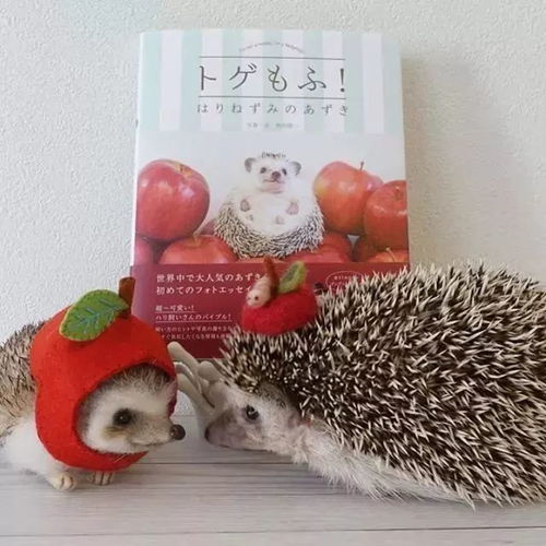  吃喝玩乐日本游丨听说过狗狗猫咪咖啡馆,但你听说过刺猬咖啡馆吗