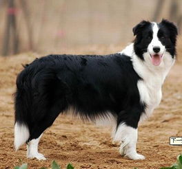  谁有金白色边境牧羊犬的图片
