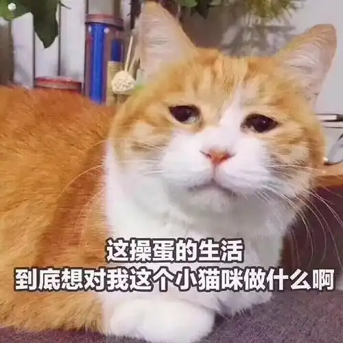 想吃小孩猫咪表情包蓝猫