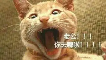  猫喊老公表情包大全