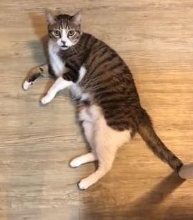  戏精猫讨抱也特别,故意在主人面前摔倒好痛,本喵需要抱抱