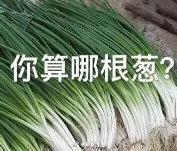  上千学生集体高唱单身情歌,过光棍节感觉好心酸啊