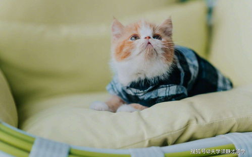  开心一刻晚饭之后,我儿子突然喊道我知道了,因为那个洞是他的家