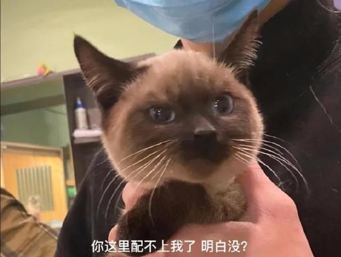  霸道总裁都是这样说话的学到了学到了,哈哈