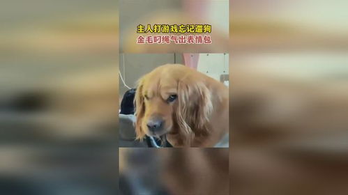  主人打游戏忘记遛狗,金毛叼绳气出表情包