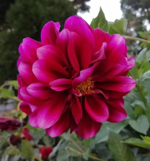 幸运花头像头像