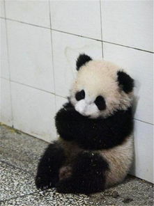  揣手小熊猫呆萌表情走红网络,网友表示真得好喜欢它