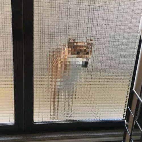  狗子头像快给你的狗子换