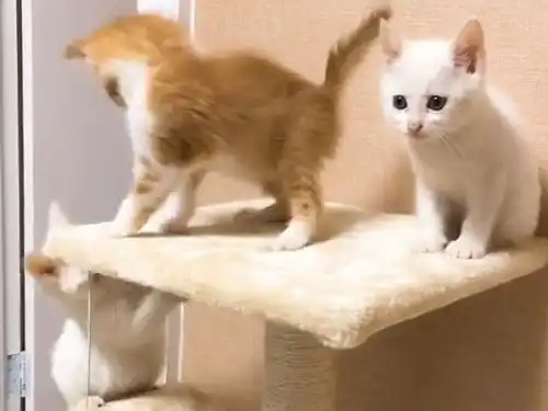  小橘猫找到新欢竟对老朋友下此狠手,白猫我还是退出吧