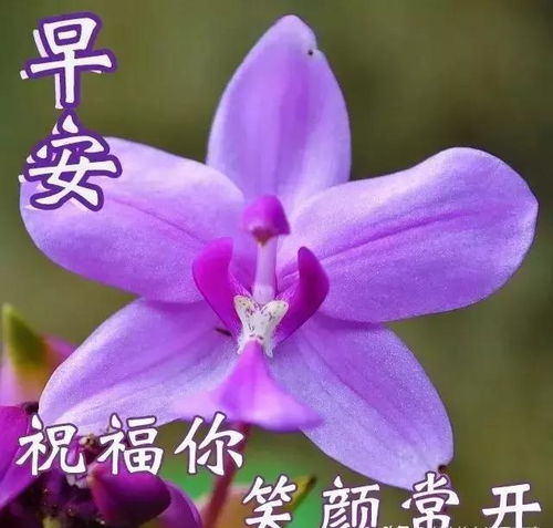 羡慕别人,不如做好自己,早上好