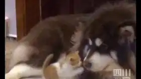  狗把猫的头吞了然而狗还是打不过猫啊