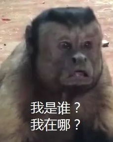  哈哈哈这到底是不是特效动物园猴子长了张人脸,自带表情包