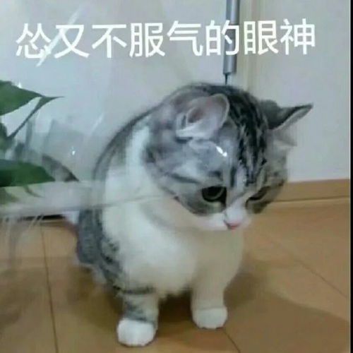  表情包怂又不服气的眼神
