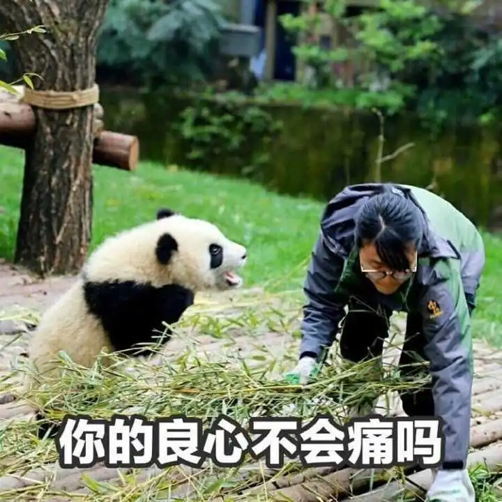  表情如何看待小粉红做的熊猫表情图表情