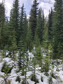  走进加拿大冰川雪山观加西震撼自然枫叶落红悟加东城市人文