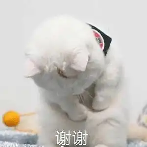 磕头感谢的表情包