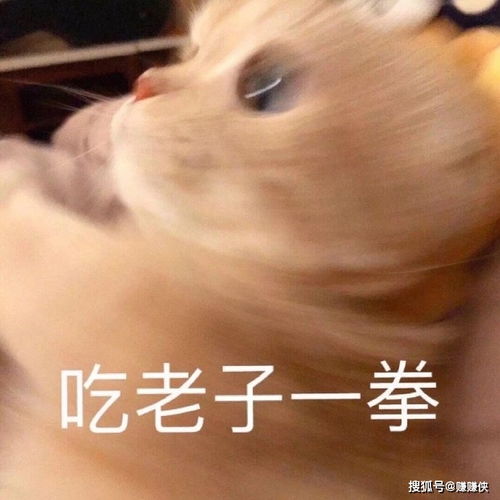  微信表情包图片适合发朋友圈