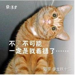 猫咪恶搞表情包担心
