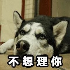  一大波二哈表情包,赶紧收好