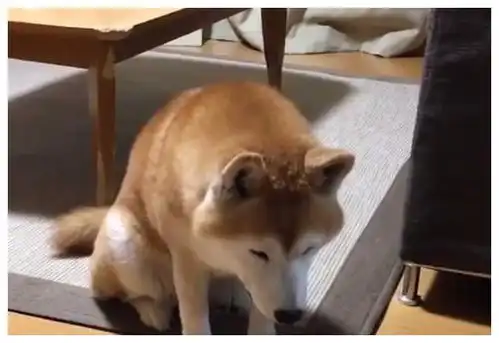  主人外出没带狗狗,柴犬的表情仿佛世界末日,你要抛家弃子吗